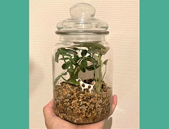キッズもビギナーも　とねりガーデニング・クラス「観葉植物を使ったテラリウム作り」