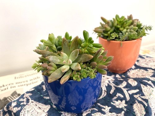 とねりガーデニング・クラス「多肉植物の小さな寄せ植えづくり」