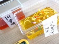 わくわくサイエンス教室「野菜染めをしよう」