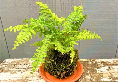 とねりガーデナーズ夏の自由研究編　苔玉作りに挑戦！