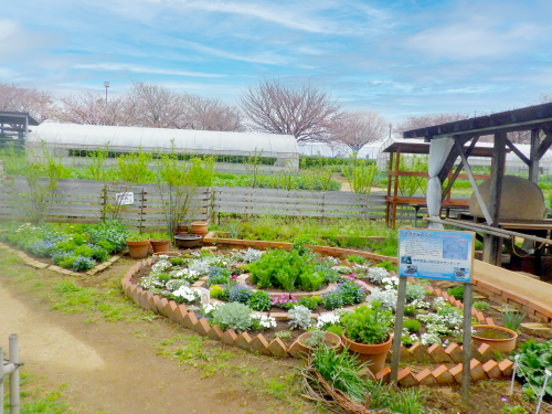 とねりガーデナーズ　都市農業公園花壇見学ツアー